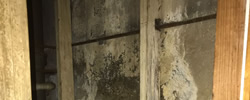 Boca Raton mold remediation service